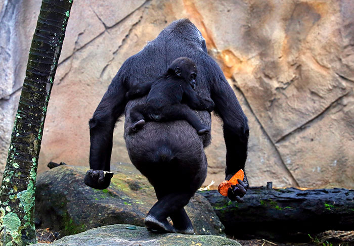 Малыш Мджуку, который родился в октябре 2014, едет на спине своей матери Мбели в Зоопарке Таронга в Сиднее, Австралия.