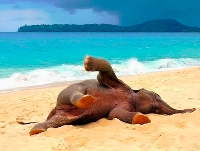 Слонёнок играет на пляже Пхукета