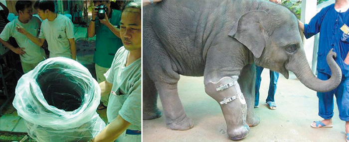Первый в мире протез для слона создан тайским доктором для слонёнка Моши в 2006 году