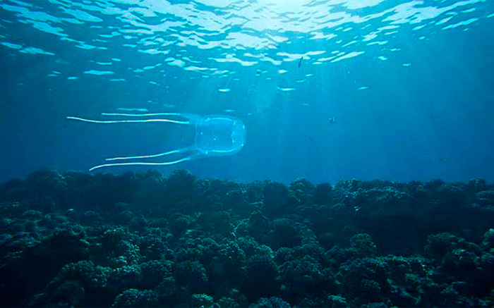 Укус Box JellyFish вызывает сильнейший болевой шок