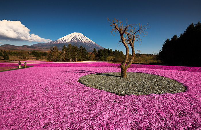 Холм 400 000 розовых цветов. Япония