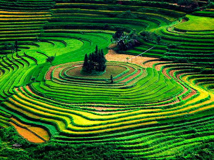 Террасные поля. Вьетнам