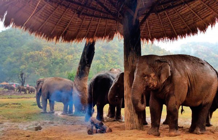 Слоны пытаются согреться. Фото Elephant Nature Park