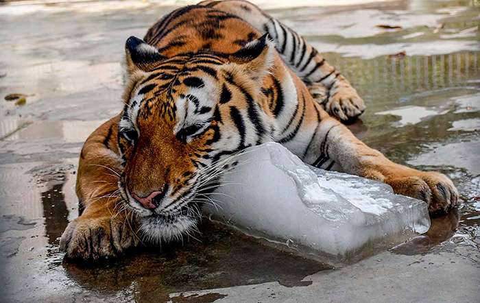Весной в зоопарках Тайланда животным дают мороженое, лёд и делают холодный душ, чтобы они легче переносили жару