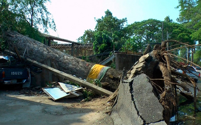 100-летние каучуковое дерево, вырванное ветром с 17 на 18 мая на дороге между Чанг Маем и Лампангом
