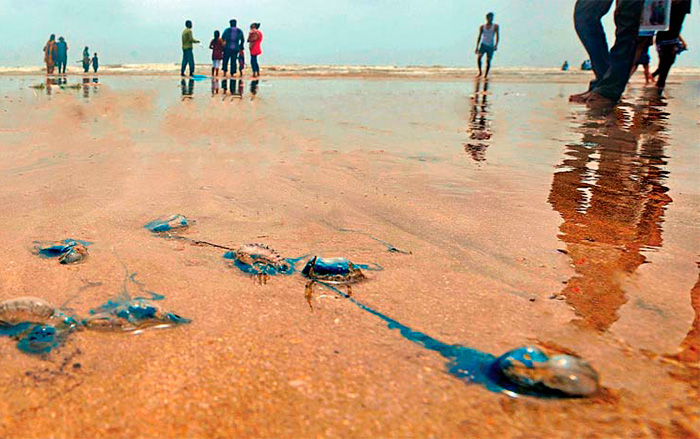 Ядовитые медузы bluebottles на северном пляже Пхукета | Новости Таиланда