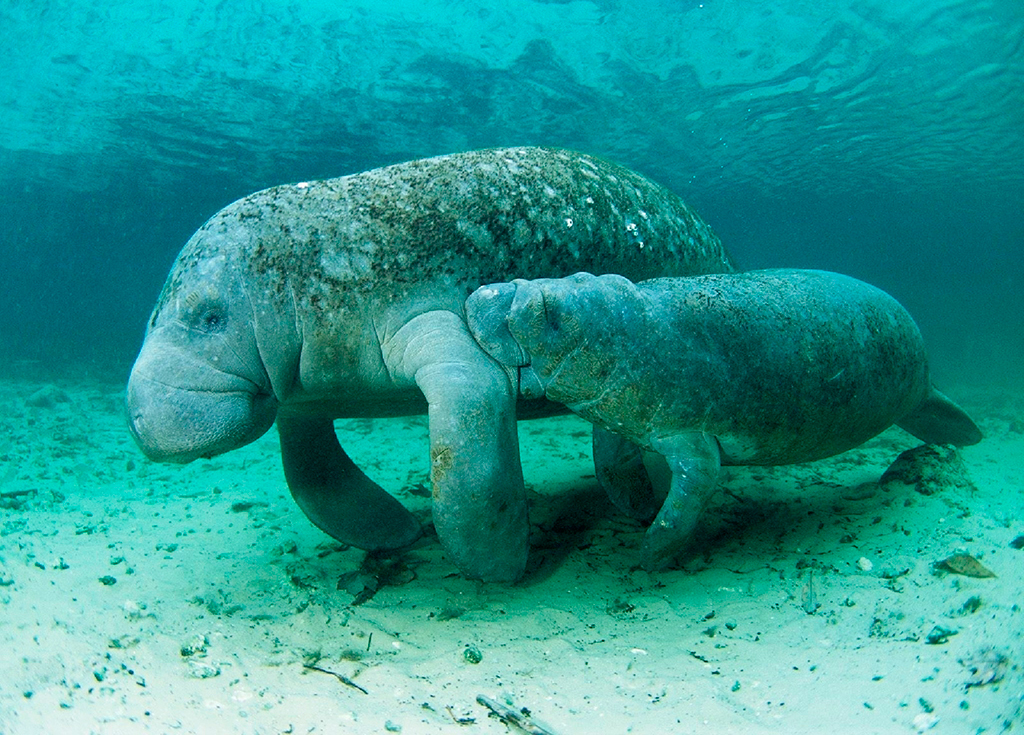 Морская корова на научный манер. Стеллерова морская корова. Дюгонь морская корова. Ламантин морская корова. Ламантин и Дюгонь.