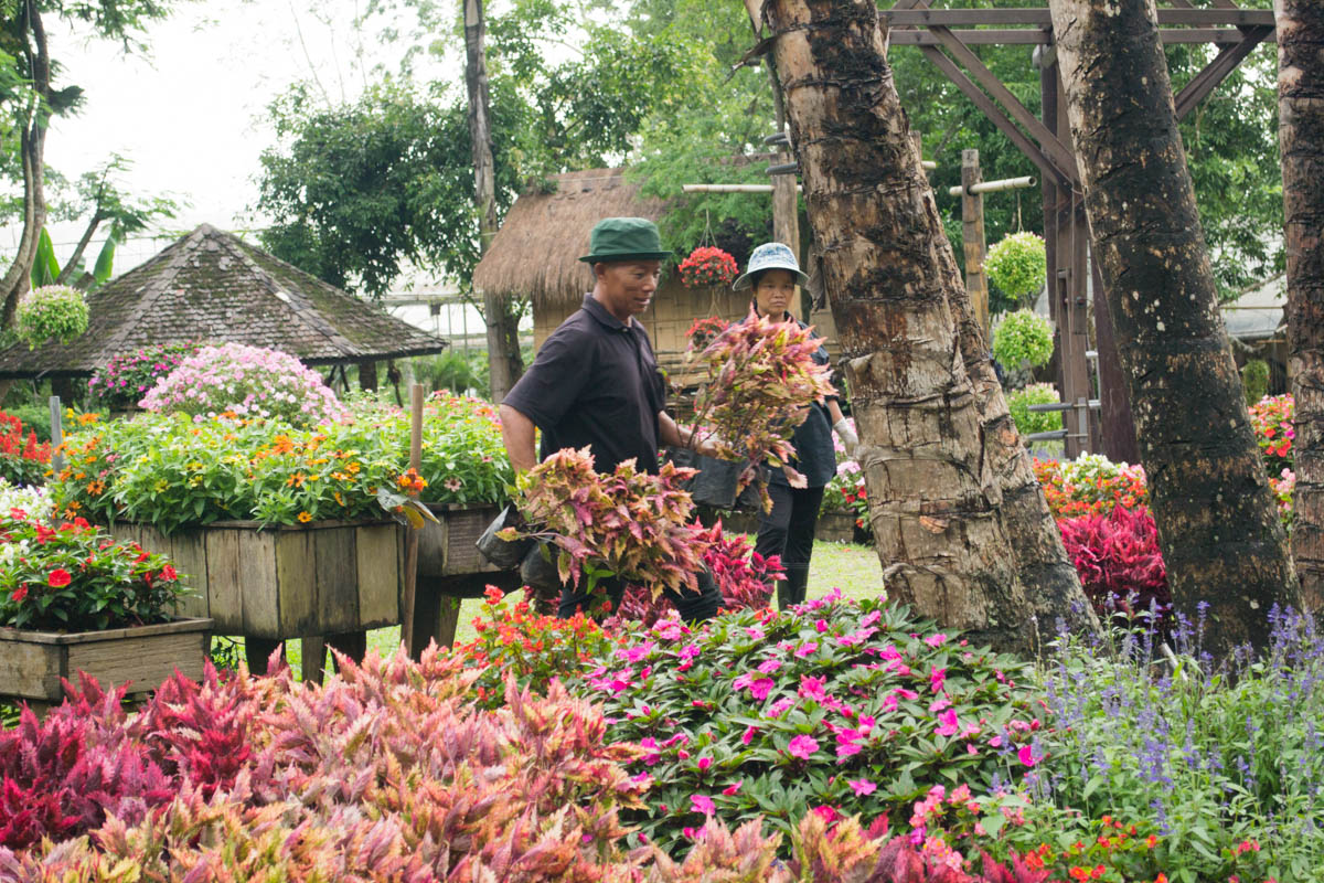 Жители горных племён работают в дендрарии Дои Тунга, потрясающей красоты и масштаба ботаническом саду. Фото Новости таиланда