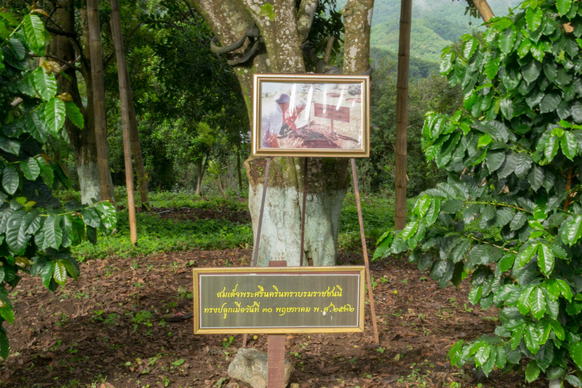 Дерево ореха макадамии, посаженное Её Величеством Шринагариндрой в 1988 году