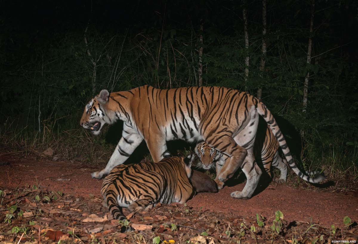 Тигры в национальном парке Мае Вонг в Таиланде. Фото Департамента национальных парков Таиланда и «Freeland & Panthera»