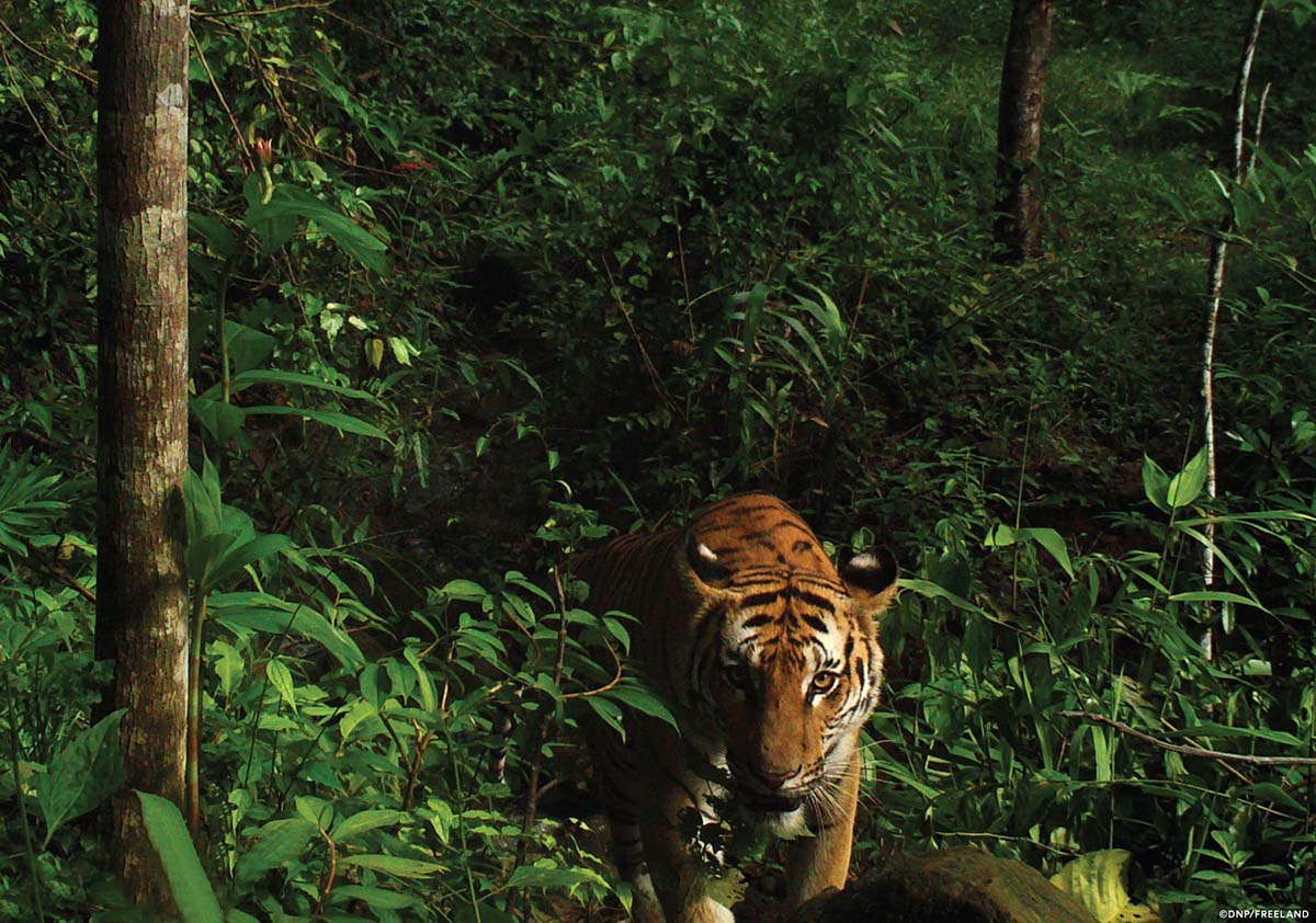 Фото Департамента национальных парков Таиланда и «Freeland & Panthera»