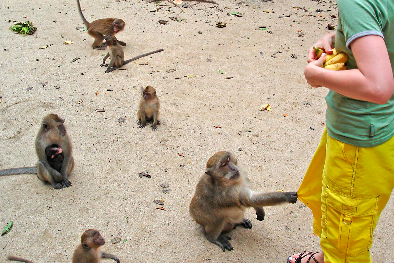 тайланд остров обезьян