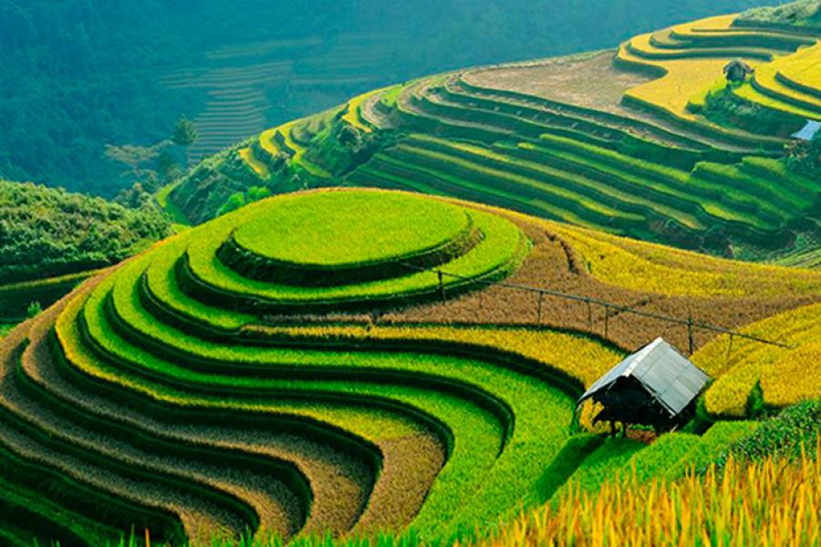 Террасные поля. Вьетнам
