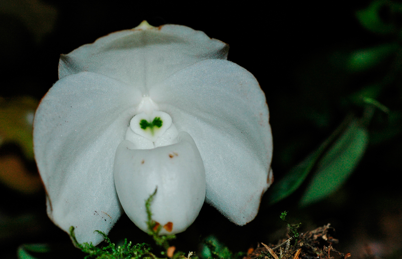 Орхидея Леди Анг Тонг