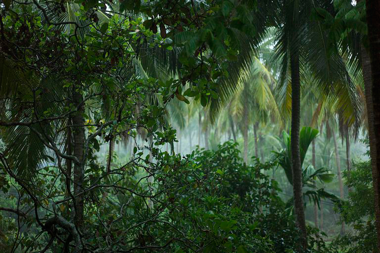 Дождь в джунглях на Ко Яо Ной. Фото Michael Cory