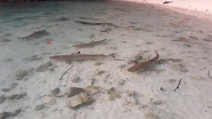 Рифовые акулы у острова Ко Хонг 15 апреля. Фото Phuket Gazette