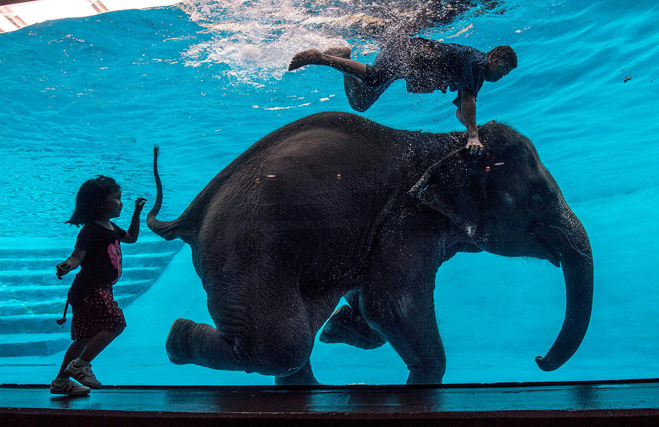 Купание слоненка в бассейне зоопарка Кхао Кео в Чрнбури, в Паттайе