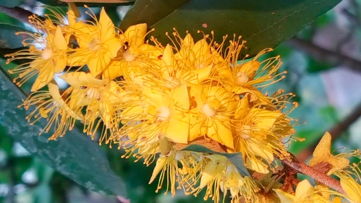 Цветы дерева Желтой звезды