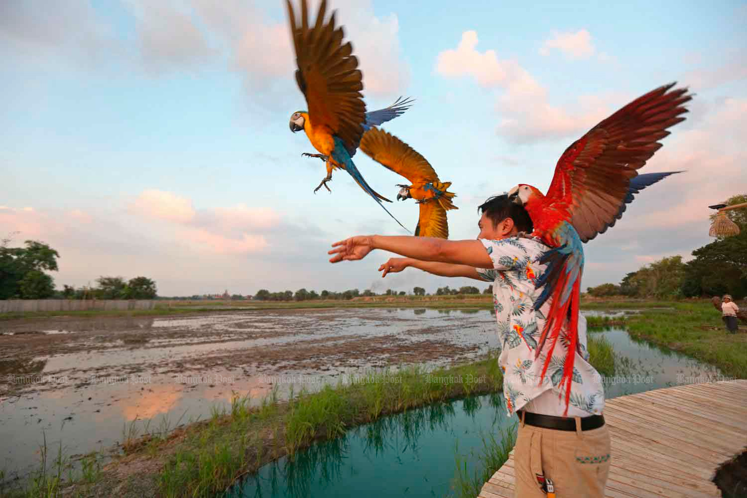 Джаккрит Пунгсомджит, профессиональный дрессировщик птиц из Аюттхайя. Фото Варут Хируниятхеб