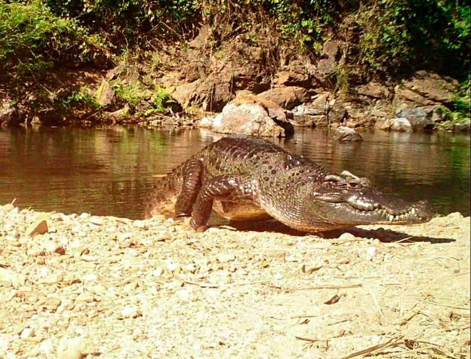 Сиамский крокодил на реке в Пхетчабури. Фото Национального парка Каенг Крачан