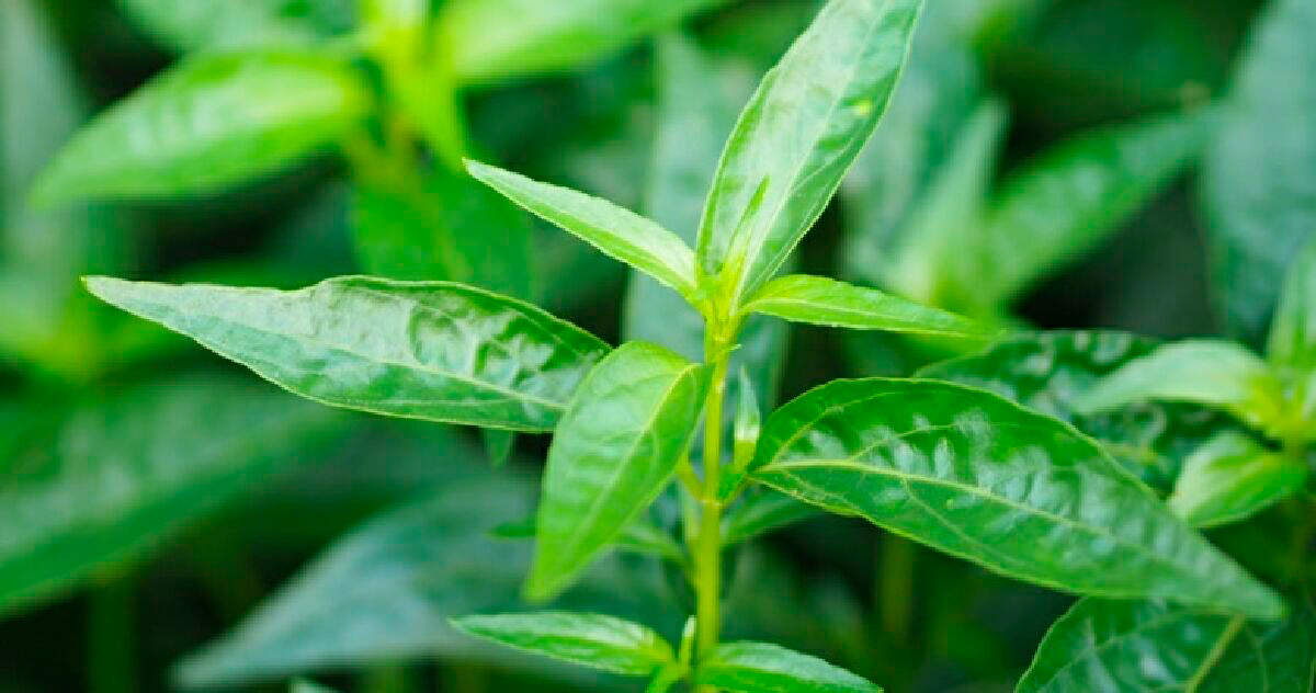 Лекарственное растение зеленая чиретта. Фото NNT