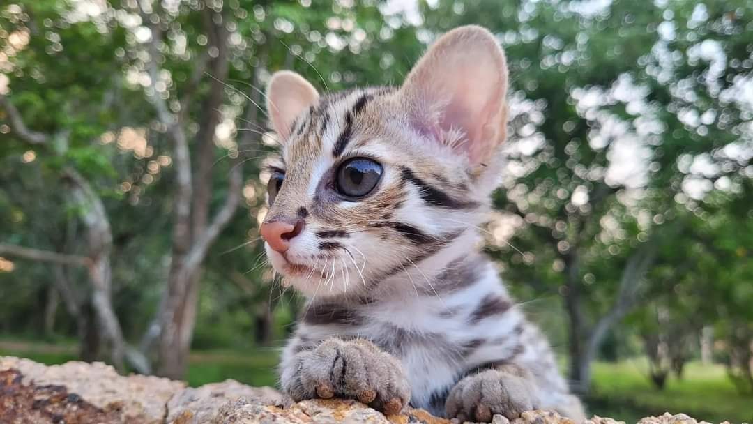 Леопардовый котенок. Фото Департамента дикой природы и национальных парков