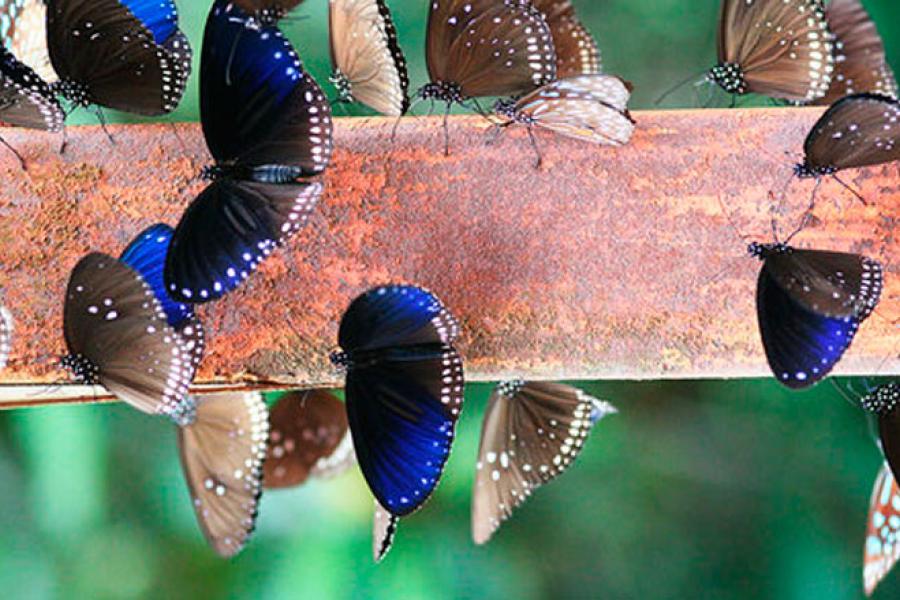 Фестиваль бабочек в Национальном парке Pangseeda в Тайланде, одно из немногих мероприятий подобного рода в мире  