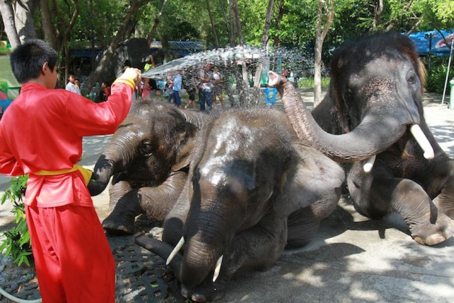 Май зоопарк. Зоопарк Чианг-май (Таиланд). Зоопарк Чианг мая.. Зоопарк в Чанг мае. Слон Чанг зоопарк Цюриха.