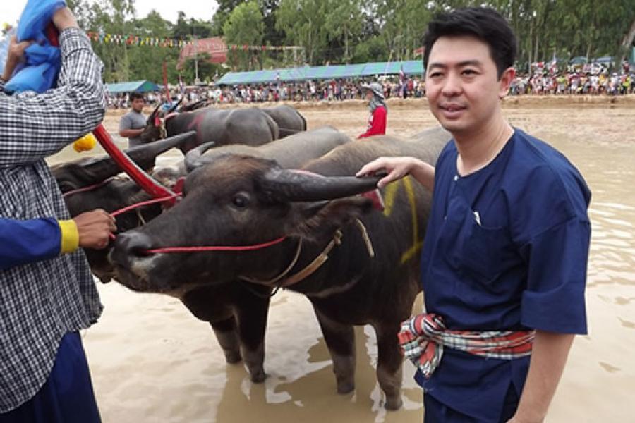 Фестиваль Паттайи — праздник водянык буйволов