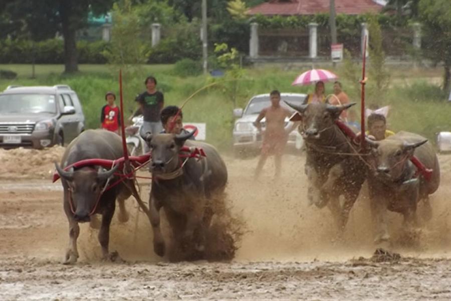 Фестиваль Паттайи — праздник водяных буйволов