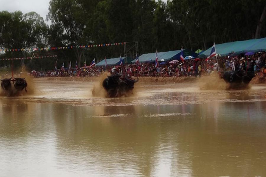 Фестиваль Паттайи — праздник водянык буйволов