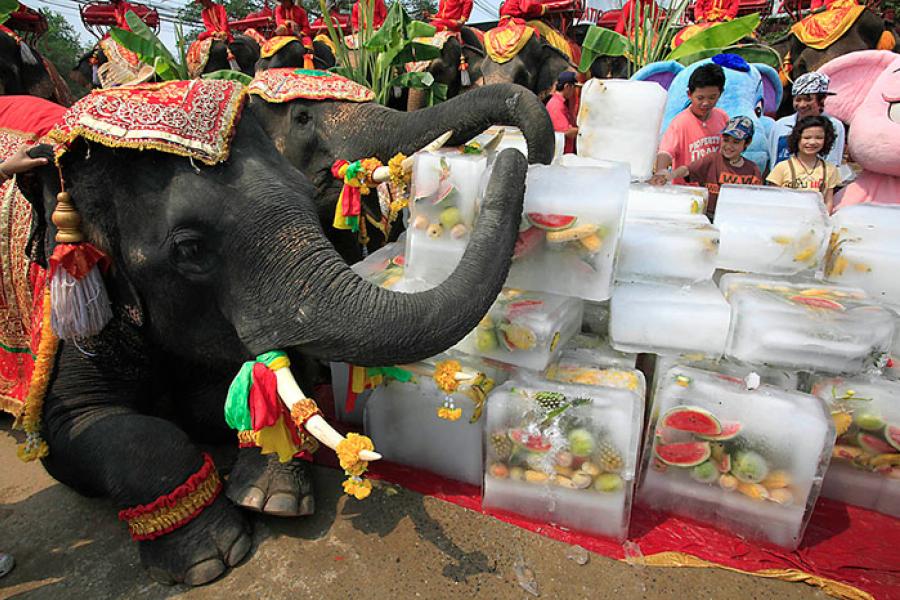 День слонов в Тайланде