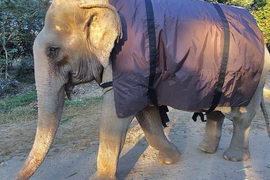 Для слонов в Elephant Nature Park заказны тёплые пальто в связи похолоданиями в Тайланде. Слон Буа Лой дрожит, когда замерзает — ему пальто в первую очередь. Фото Elephant Nature Park