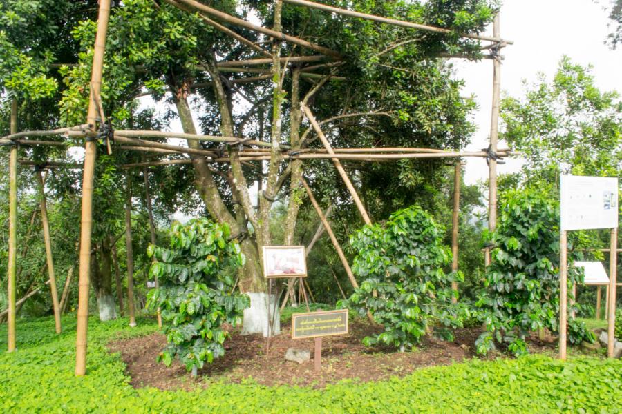 Деревца и саженцы ореха макадамии - самого дорогого ореха в мире. Фото Новости Таиланда