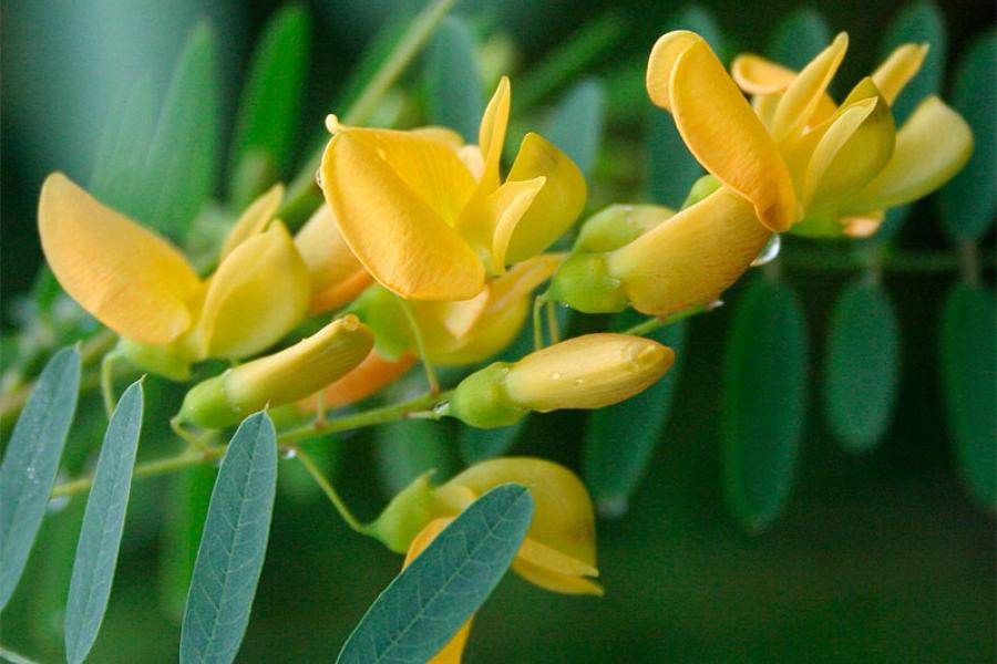 Жёлтая сесбания (yellow sesbania)