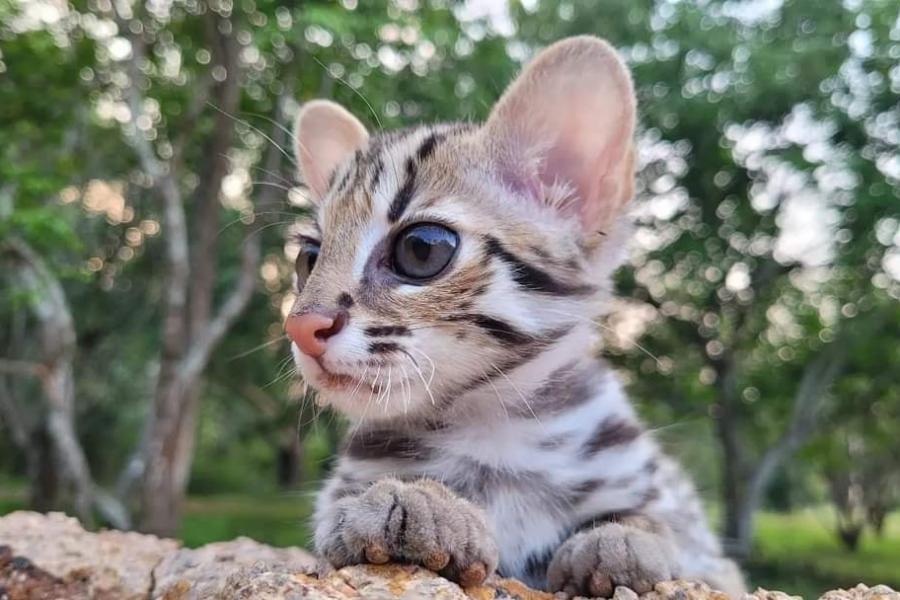 Леопардовый котенок. Фото Департамента дикой природы и национальных парков