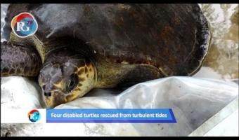 Embedded thumbnail for Пхукет: Черепахи подают сигнал «SOS» &gt; Параграфы