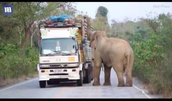 Embedded thumbnail for Видео: Трапеза слона на дороге создает 2-х часовую пробку &gt; Параграфы