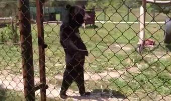 Embedded thumbnail for Видео: История смешного медведя, который ходит, как человек &gt; Параграфы