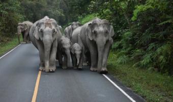 Embedded thumbnail for Слоны на прогулке в парке Кхао Яй в 3-х часах от Бангкока &gt; Параграфы