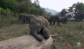 Embedded thumbnail for Национальный день слона в Тайланде &gt; Параграфы