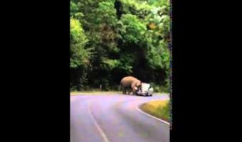 Embedded thumbnail for Слон напал на автомобиль в национальном парке Тайланда &gt; Параграфы
