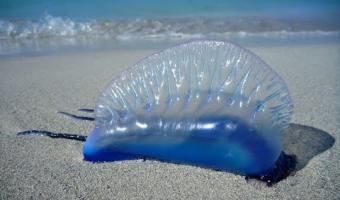 Embedded thumbnail for Будьте осторожны – ядовитые медузы на пляжах Пхукета &gt; Параграфы