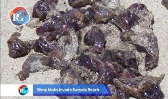 Embedded thumbnail for Более миллиона морских слизней вымыло на пляж Пхукета &gt; Параграфы
