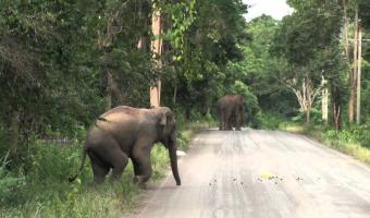 Embedded thumbnail for Дикие слоны на дороге к водопаду в Хуа Хине  &gt; Параграфы